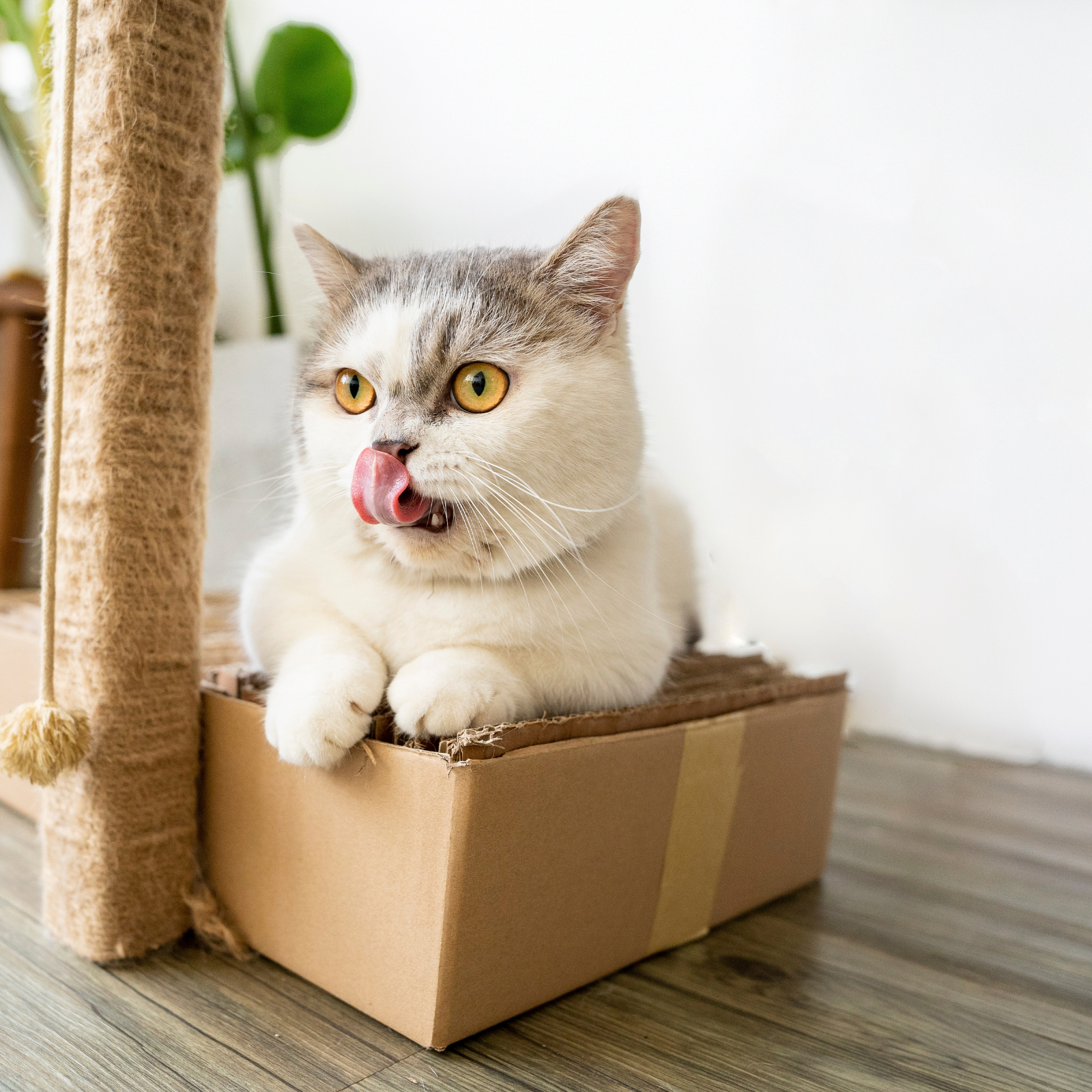 The Top 10 Benefits of Modern Cat Trees for Your Feline