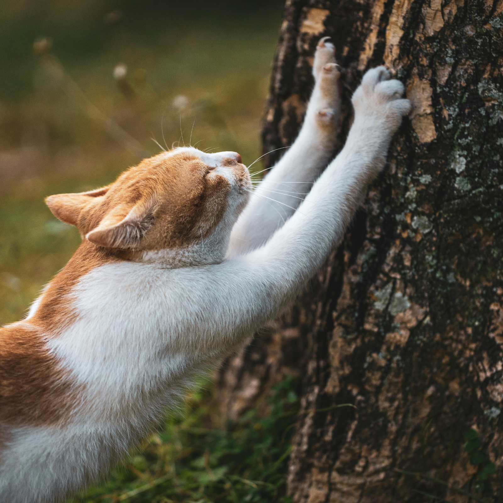The Ultimate Guide to Keeping Cats Away from Outdoor Furniture