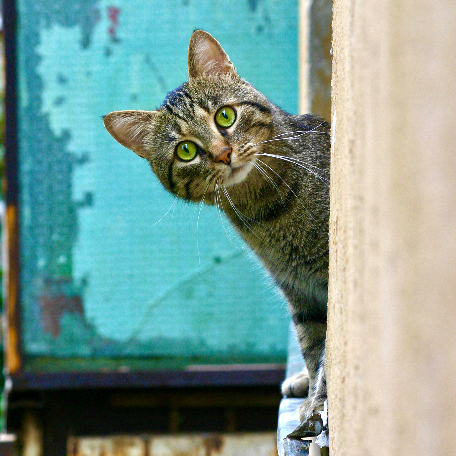 Ultimate Guideline for Pet Supply - Tangkula